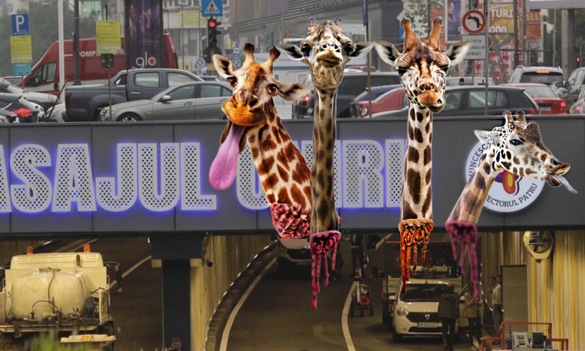 Patru girafe sunt aşteptate la Zoo Băneasa. Transportul este pe drum, în zona Unirii.
